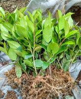 五色茶花苗